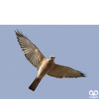 گونه پیغو Levant Sparrowhawk